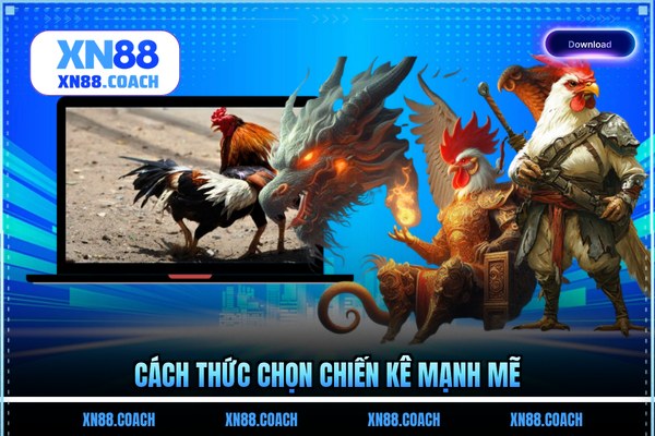 Cách thức chọn chiến kê mạnh mẽ Cách thức chọn chiến kê mạnh mẽ