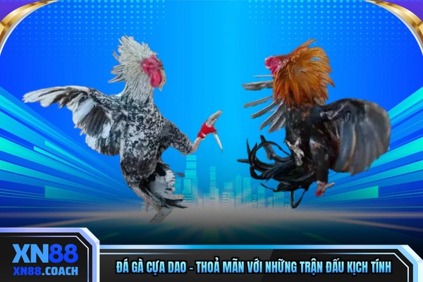 Đá Gà Cựa Dao - Thoả Mãn Với Những Trận Đấu Kịch Tính
