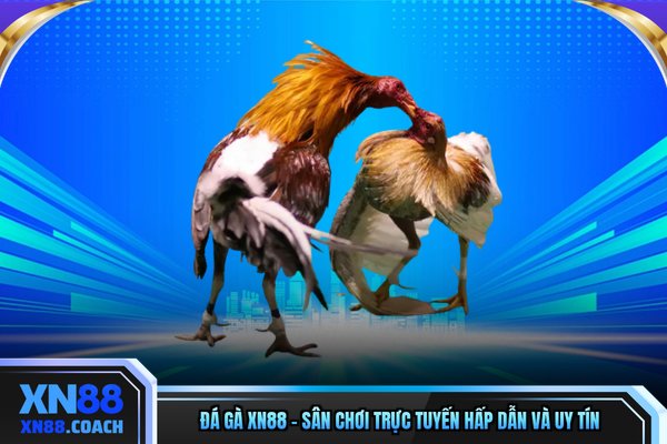 Đá Gà XN88 - Sân Chơi Trực Tuyến Hấp Dẫn Và Uy Tín