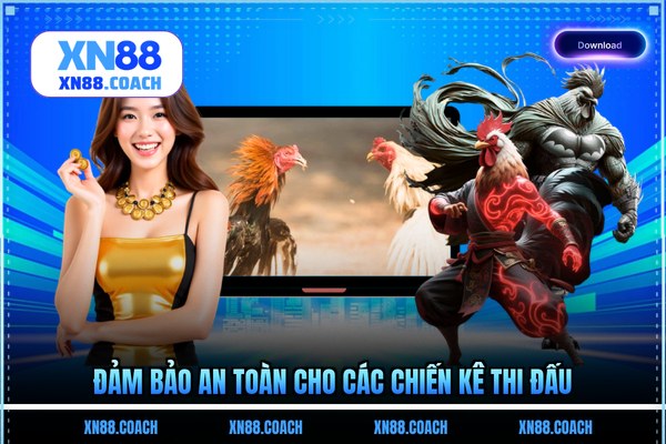 Đảm bảo an toàn cho các chiến kê thi đấu