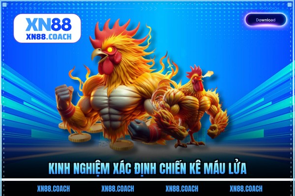 Kinh nghiệm xác định chiến kê máu lửa Kinh nghiệm xác định chiến kê máu lửa