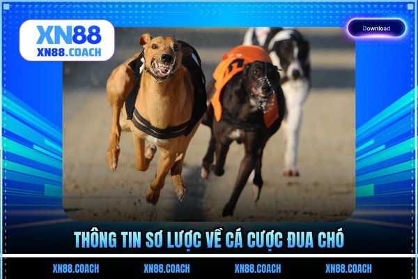 Thông tin sơ lược về cá cược đua chó